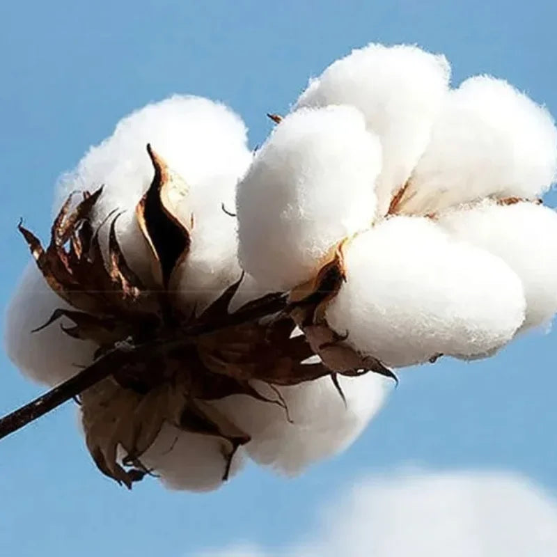 2025 Suicide Silence Metal Band 100% Cotton T-Shirt Mens Summer Fashion Street Trend Short Sleeve Comfortable Loose Men Clothing